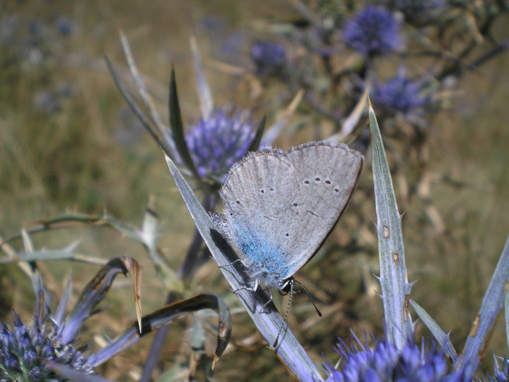 Cyaniris semiargus?